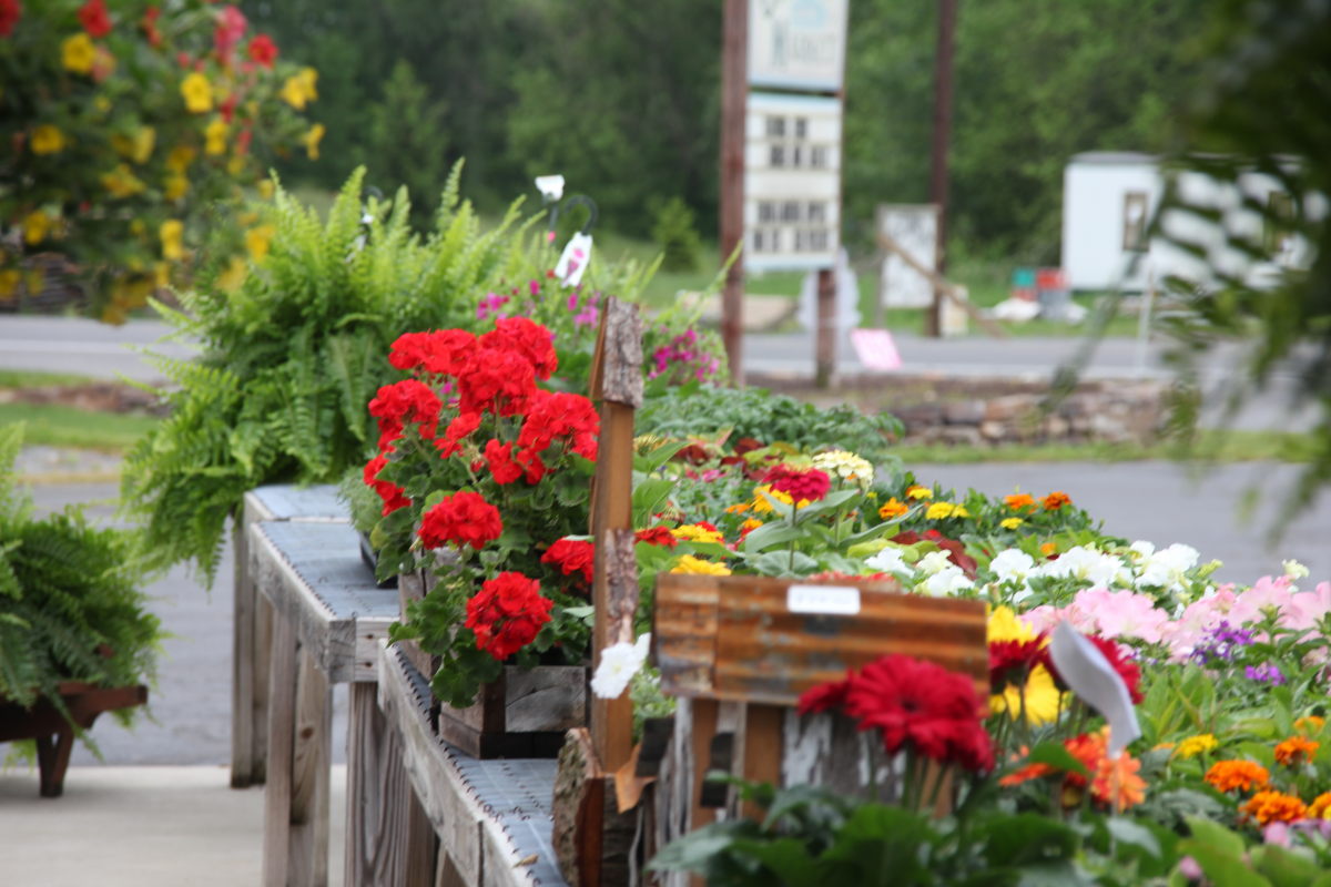 Spring Plants