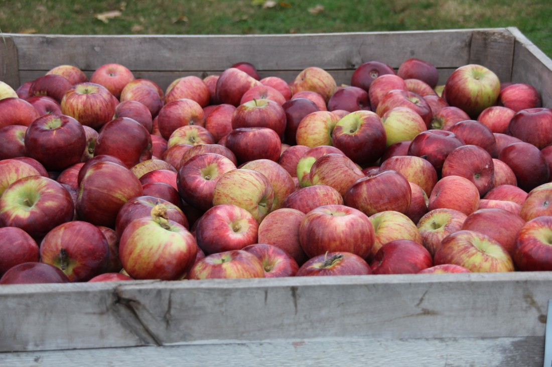 Cortland Apples
