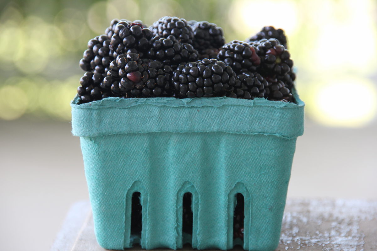 Blackberries in Season