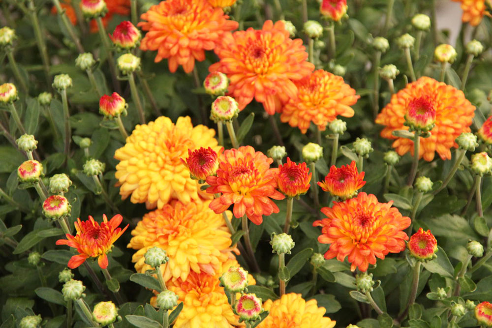 Yellow and Orange Fall Mums