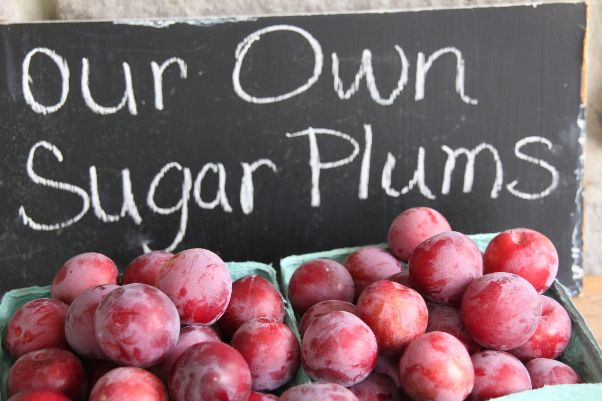 Sugar Plums