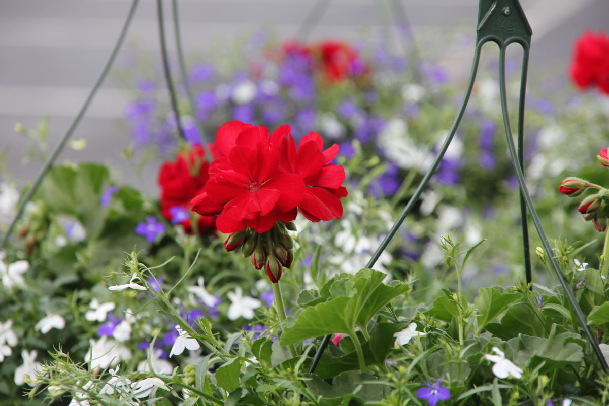 Hanging Floral Baskets