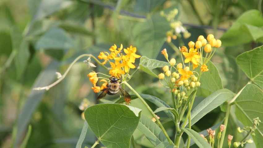 Honey Bees