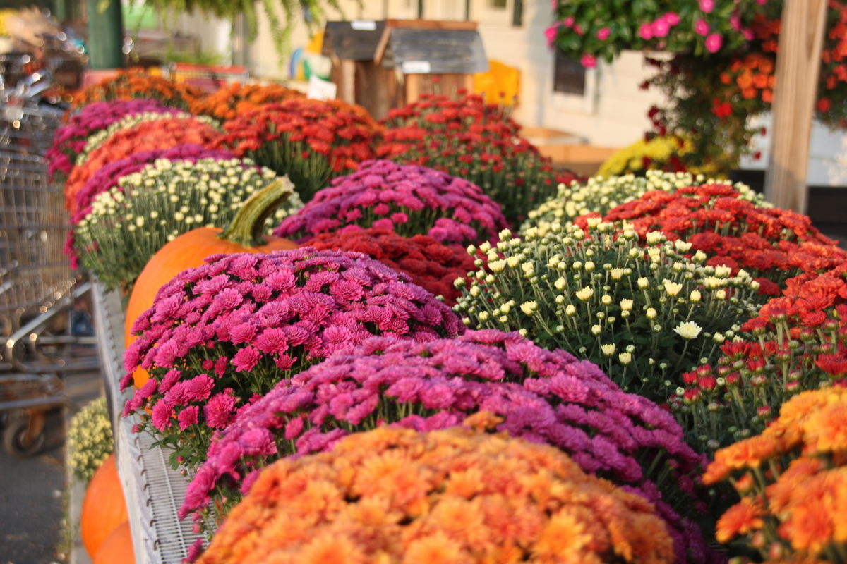 Colorful Fall Mums