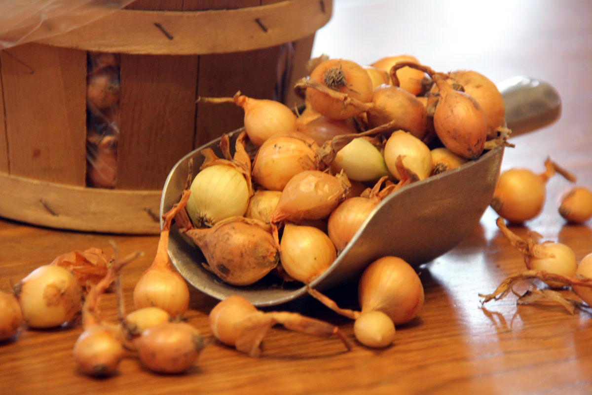 Onion Sets