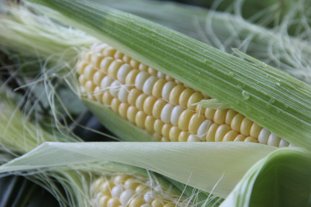 Fresh Local Sweet Corn
