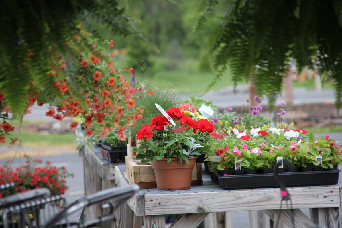 Veggie and Bedding Plants